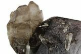 Unique, Tall Dark Smoky Quartz Crystal Cluster - Brazil #124548-2